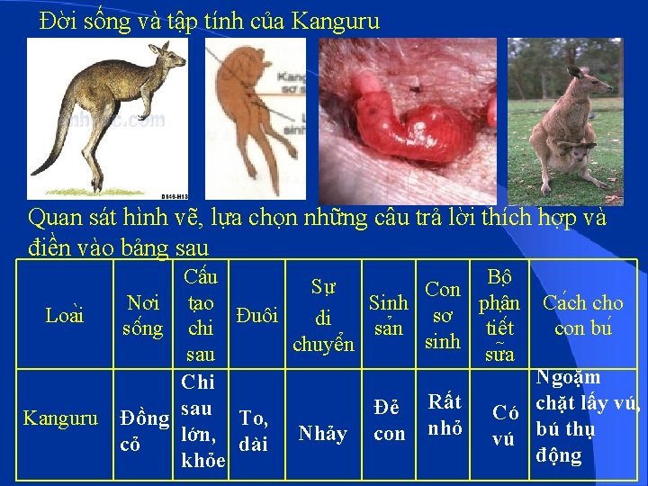 Đời sống và tập tính của Kanguru Quan sát hình vẽ, lựa chọn những