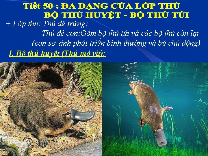 + Lớp thú: Thú đẻ trứng; Thú đẻ con: Gồm bộ thú túi và