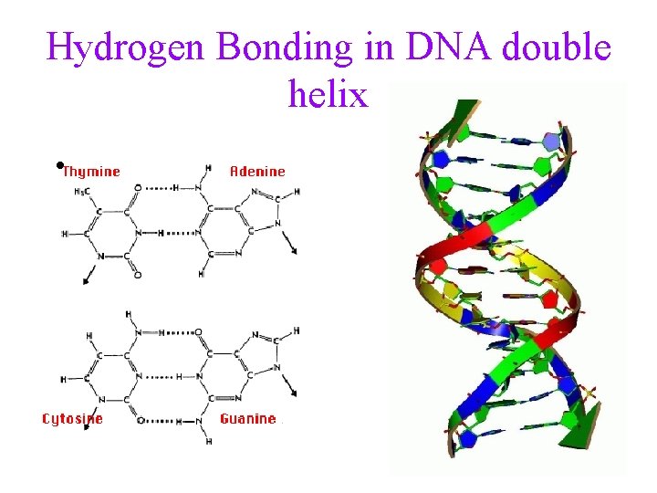 Hydrogen Bonding in DNA double helix • 16 
