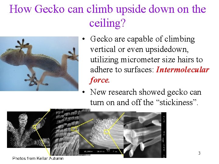 How Gecko can climb upside down on the ceiling? • Gecko are capable of