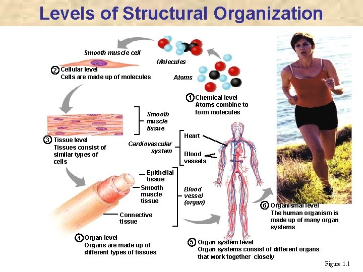 Levels of Structural Organization Smooth muscle cell Molecules 2 Cellular level Cells are made