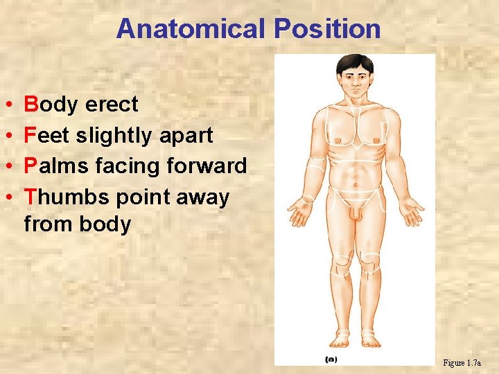 Anatomical Position • • Body erect Feet slightly apart Palms facing forward Thumbs point