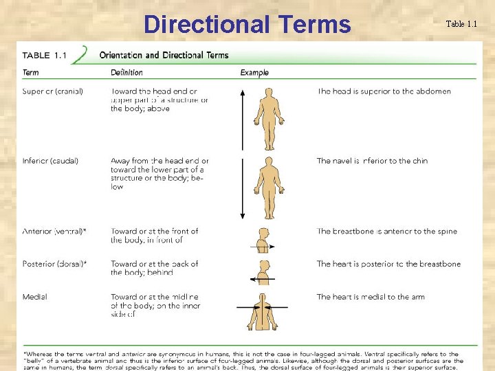 Directional Terms Table 1. 1 