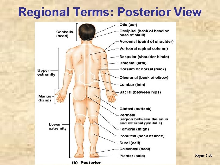 Regional Terms: Posterior View Figure 1. 7 b 