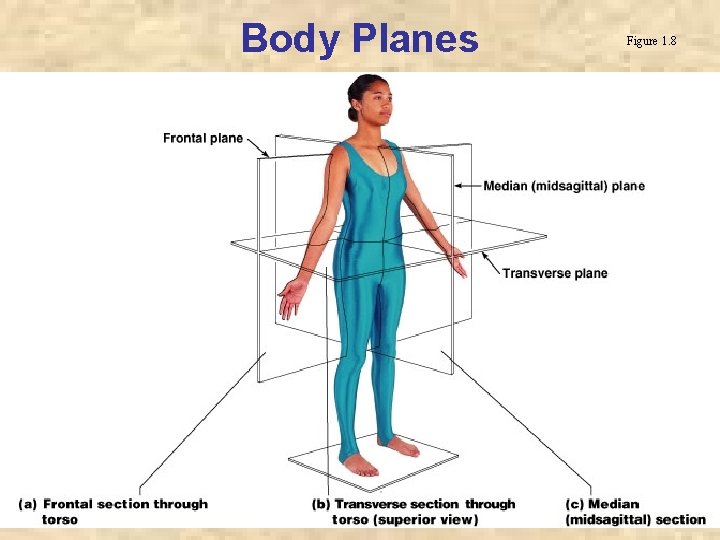 Body Planes Figure 1. 8 