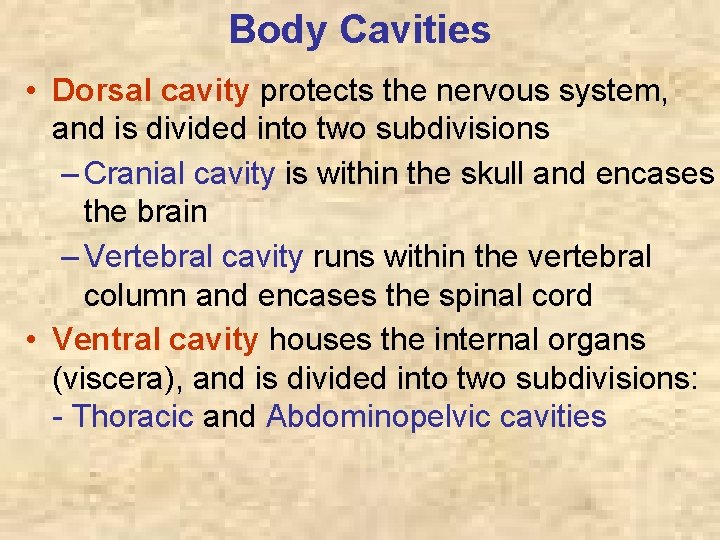 Body Cavities • Dorsal cavity protects the nervous system, and is divided into two