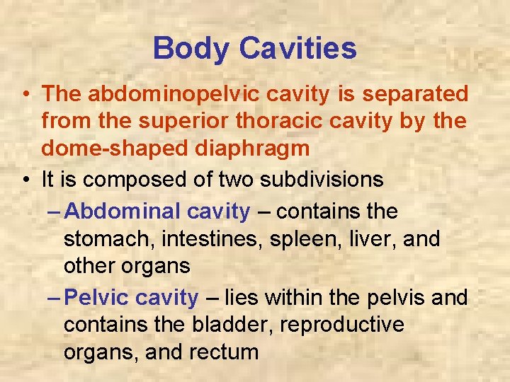 Body Cavities • The abdominopelvic cavity is separated from the superior thoracic cavity by