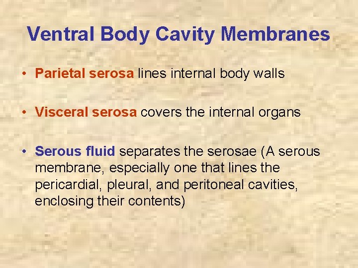 Ventral Body Cavity Membranes • Parietal serosa lines internal body walls • Visceral serosa