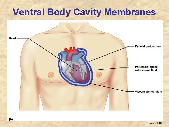 Ventral Body Cavity Membranes Figure 1. 10 b 