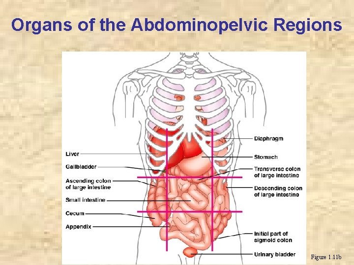 Organs of the Abdominopelvic Regions Figure 1. 11 b 