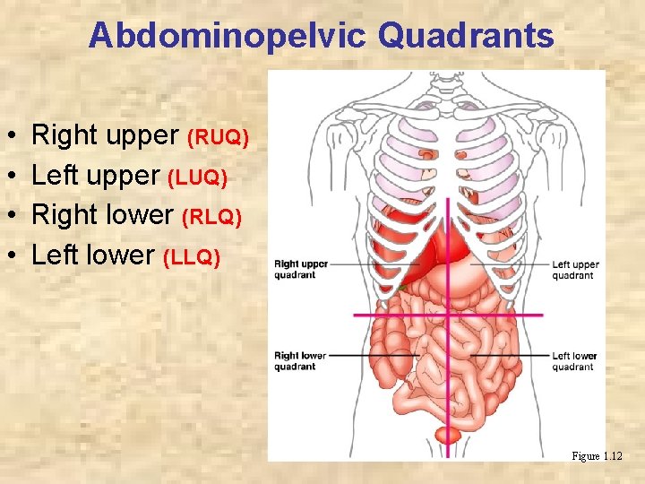 Abdominopelvic Quadrants • • Right upper (RUQ) Left upper (LUQ) Right lower (RLQ) Left