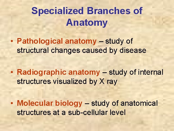 Specialized Branches of Anatomy • Pathological anatomy – study of structural changes caused by