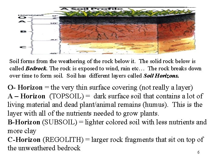 Soil forms from the weathering of the rock below it. The solid rock below