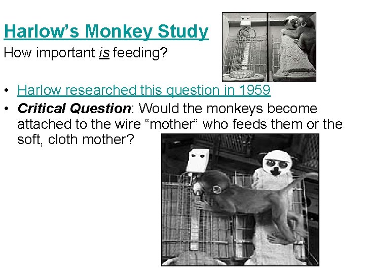 Harlow’s Monkey Study How important is feeding? • Harlow researched this question in 1959