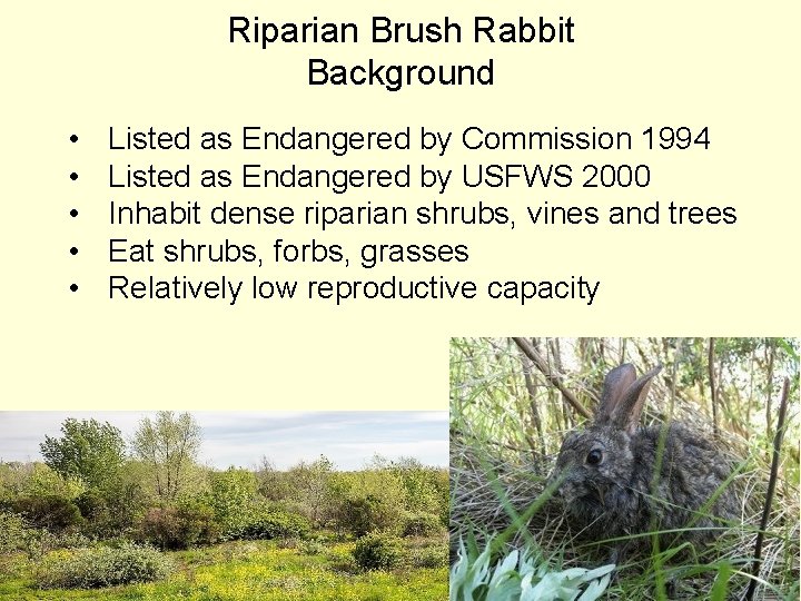 Riparian Brush Rabbit Background • • • Listed as Endangered by Commission 1994 Listed