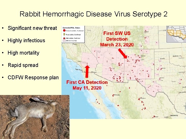 Rabbit Hemorrhagic Disease Virus Serotype 2 • Significant new threat • Highly infectious •