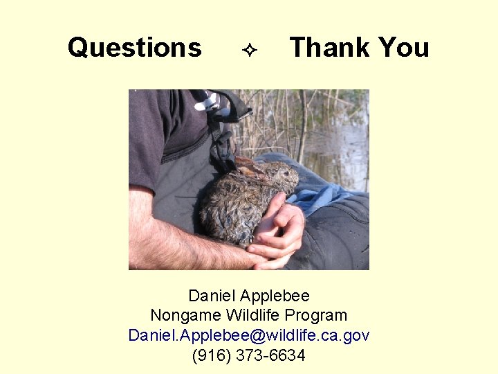 Questions Thank You Daniel Applebee Nongame Wildlife Program Daniel. Applebee@wildlife. ca. gov (916) 373