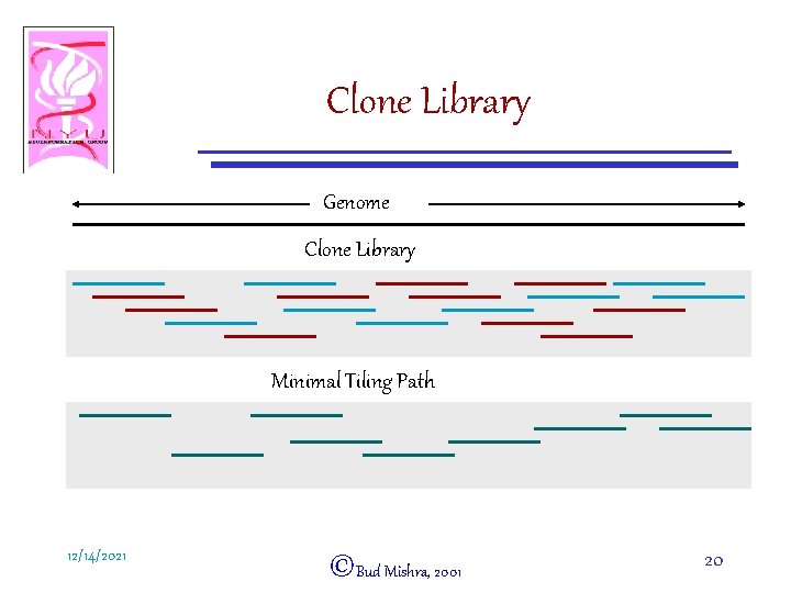 Clone Library Genome Clone Library Minimal Tiling Path 12/14/2021 ©Bud Mishra, 2001 20 