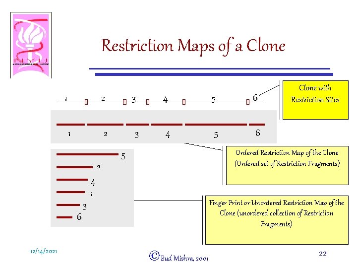 Restriction Maps of a Clone 1 1 2 3 4 5 6 Ordered Restriction
