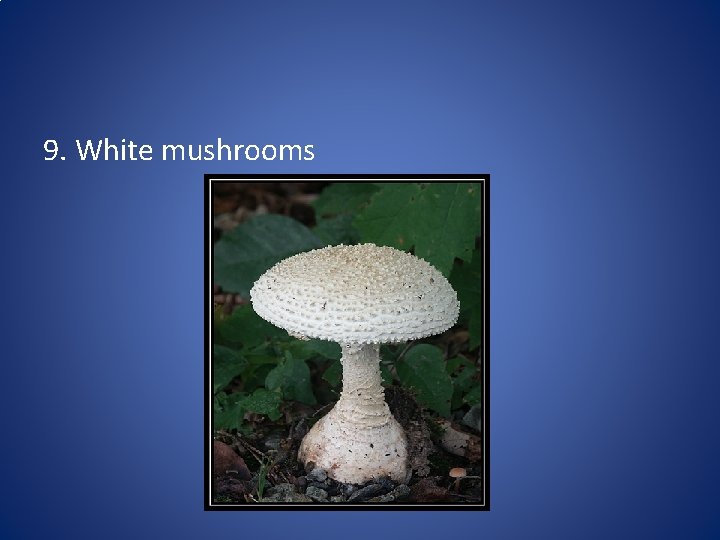 9. White mushrooms 