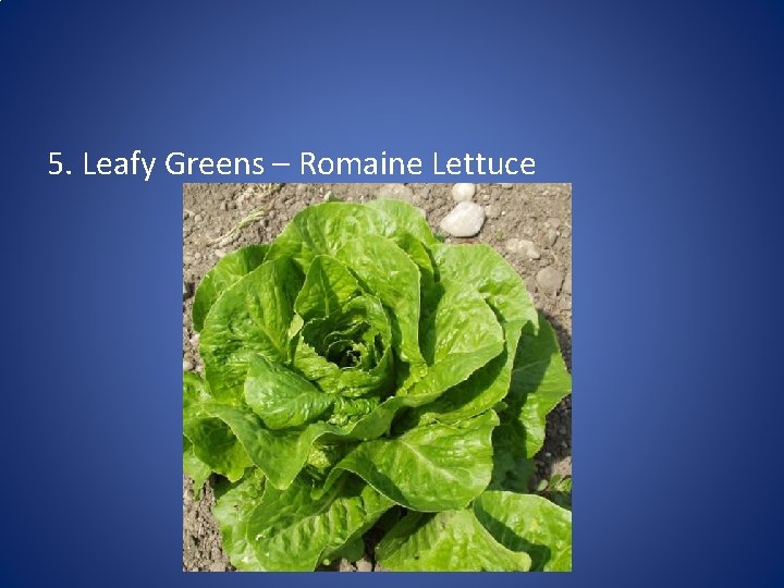 5. Leafy Greens – Romaine Lettuce 
