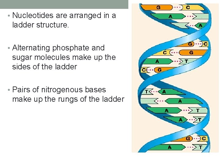  • Nucleotides are arranged in a ladder structure. • Alternating phosphate and sugar