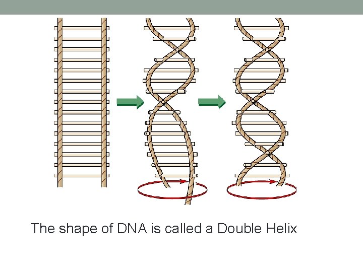 The shape of DNA is called a Double Helix 