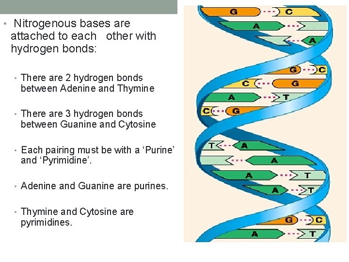  • Nitrogenous bases are attached to each other with hydrogen bonds: • There