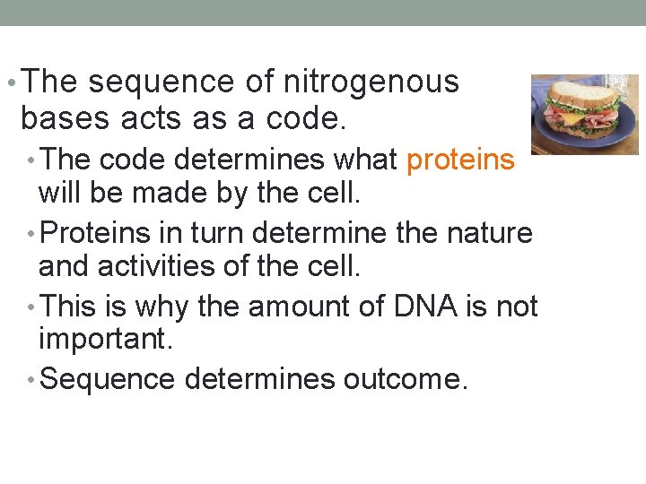  • The sequence of nitrogenous bases acts as a code. • The code
