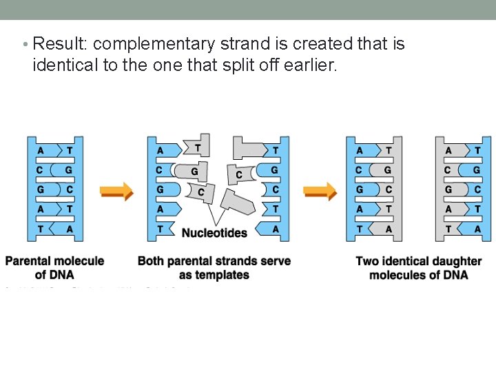  • Result: complementary strand is created that is identical to the one that