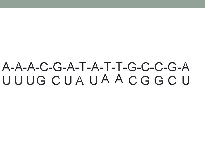 A-A-A-C-G-A-T-T-G-C-C-G-A U U UG C U A A C G G C U 
