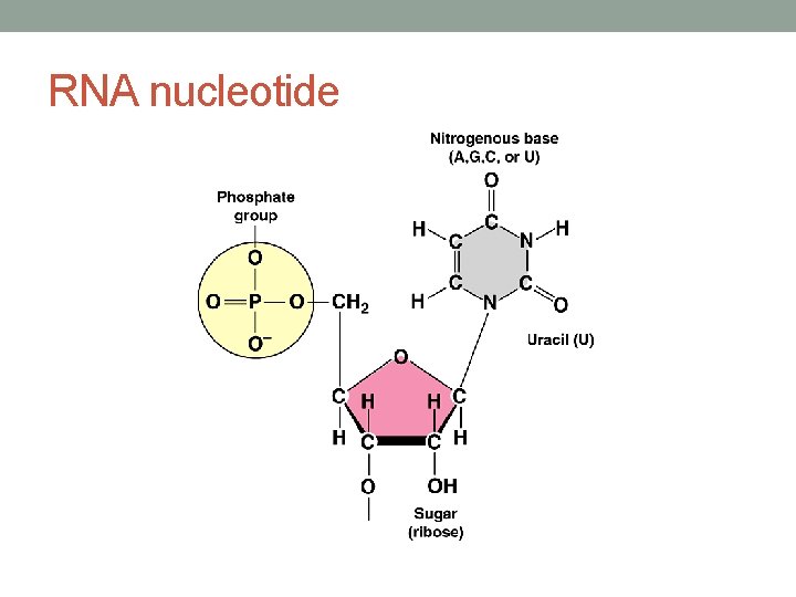 RNA nucleotide 
