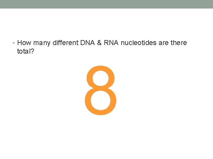  • How many different DNA & RNA nucleotides are there total? 8 