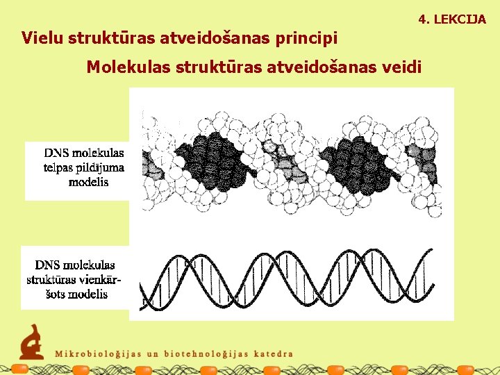 4. LEKCIJA Vielu struktūras atveidošanas principi Molekulas struktūras atveidošanas veidi 