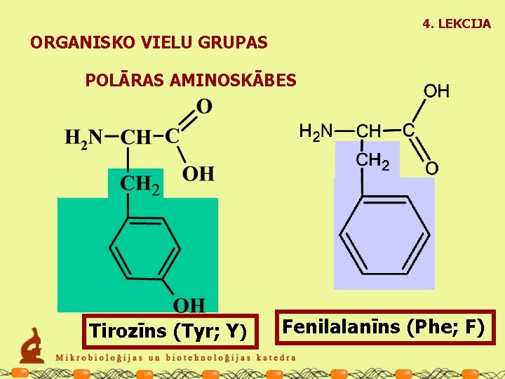 4. LEKCIJA ORGANISKO VIELU GRUPAS POLĀRAS AMINOSKĀBES Tirozīns (Tyr; Y) Fenilalanīns (Phe; F) 