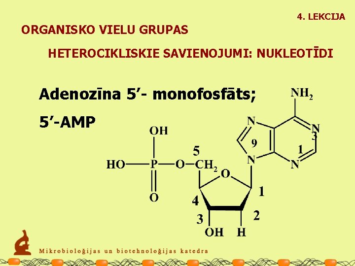 4. LEKCIJA ORGANISKO VIELU GRUPAS HETEROCIKLISKIE SAVIENOJUMI: NUKLEOTĪDI Adenozīna 5’- monofosfāts; 5’-AMP 