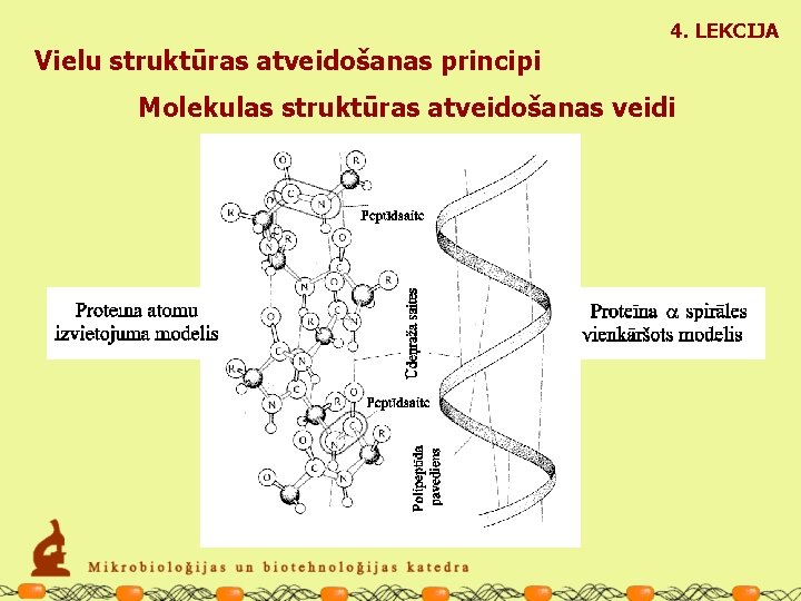 4. LEKCIJA Vielu struktūras atveidošanas principi Molekulas struktūras atveidošanas veidi 