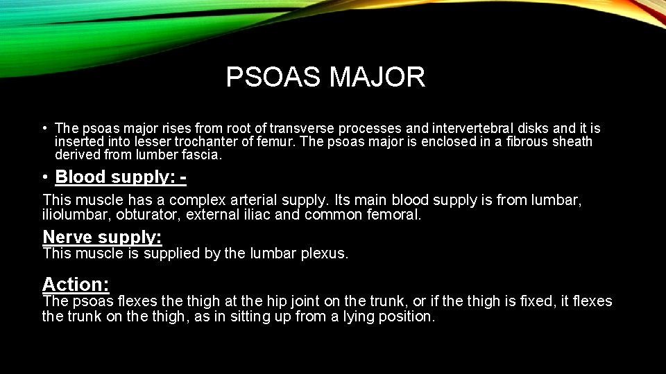 PSOAS MAJOR • The psoas major rises from root of transverse processes and intervertebral