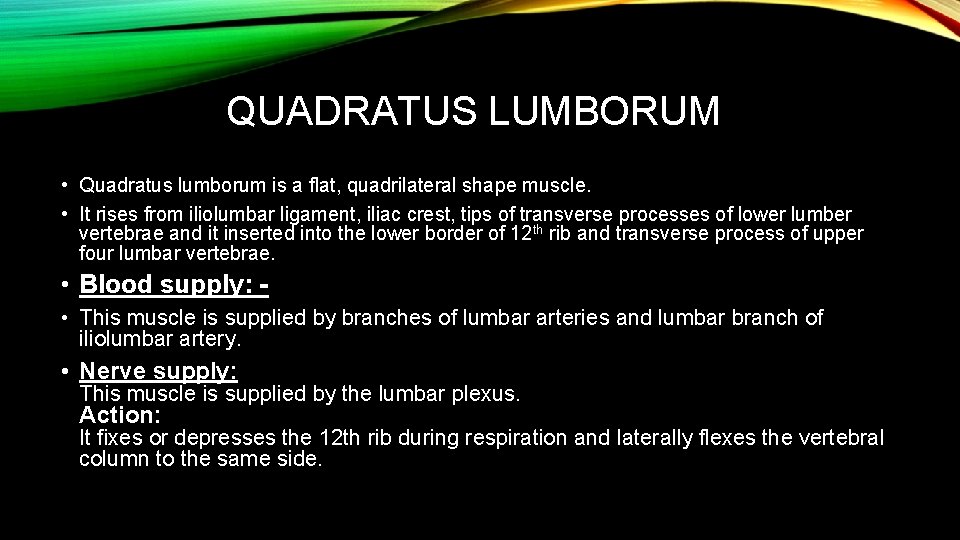 QUADRATUS LUMBORUM • Quadratus lumborum is a flat, quadrilateral shape muscle. • It rises
