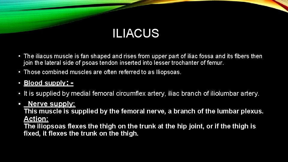 ILIACUS • The iliacus muscle is fan shaped and rises from upper part of