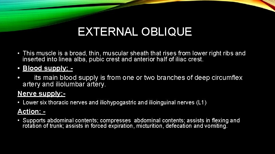 EXTERNAL OBLIQUE • This muscle is a broad, thin, muscular sheath that rises from