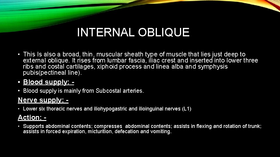 INTERNAL OBLIQUE • This Is also a broad, thin, muscular sheath type of muscle