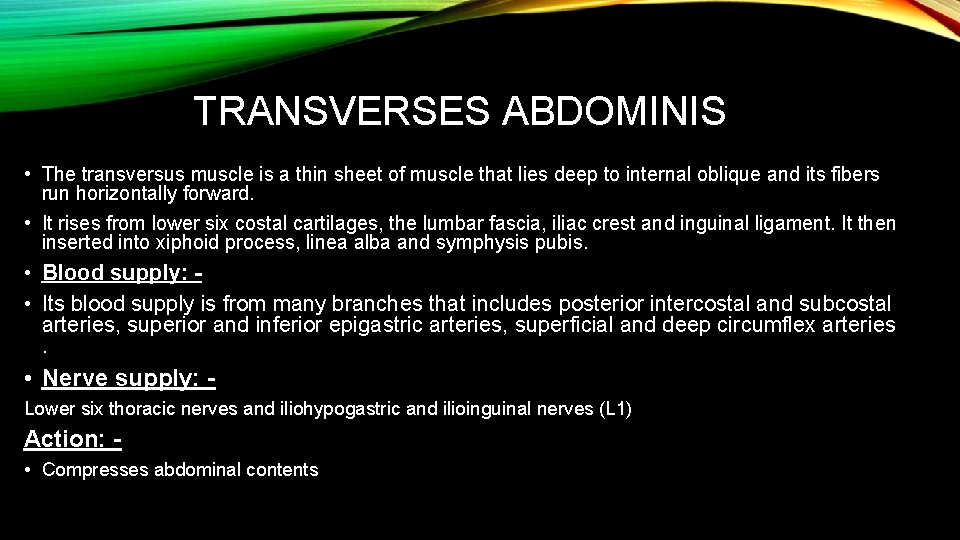 TRANSVERSES ABDOMINIS • The transversus muscle is a thin sheet of muscle that lies