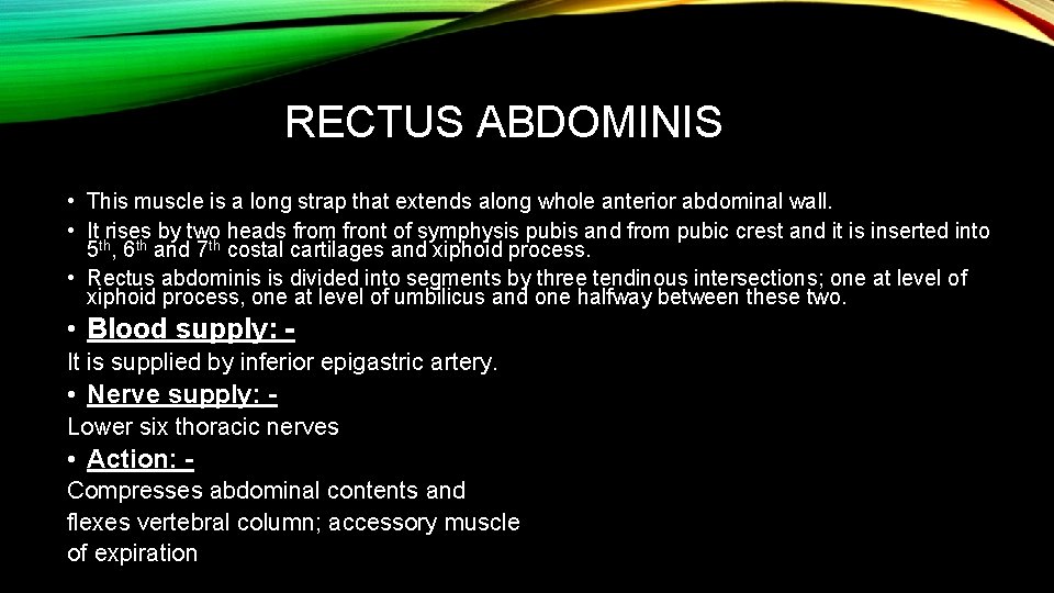 RECTUS ABDOMINIS • This muscle is a long strap that extends along whole anterior