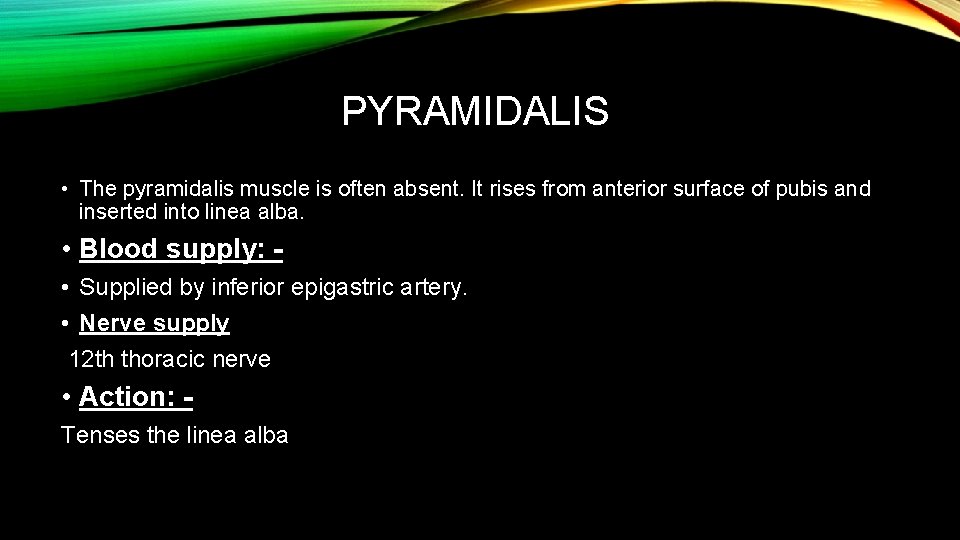 PYRAMIDALIS • The pyramidalis muscle is often absent. It rises from anterior surface of