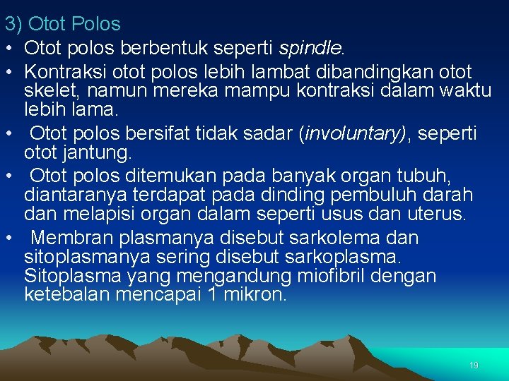 3) Otot Polos • Otot polos berbentuk seperti spindle. • Kontraksi otot polos lebih