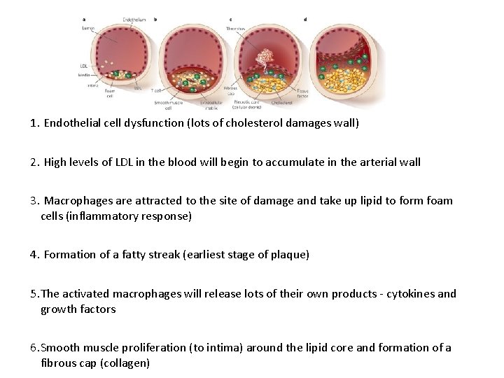 1. Endothelial cell dysfunction (lots of cholesterol damages wall) 2. High levels of LDL