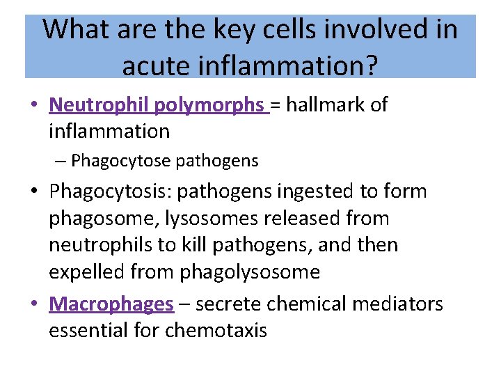 What are the key cells involved in acute inflammation? • Neutrophil polymorphs = hallmark
