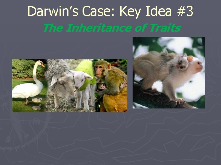 Darwin’s Case: Key Idea #3 The Inheritance of Traits 