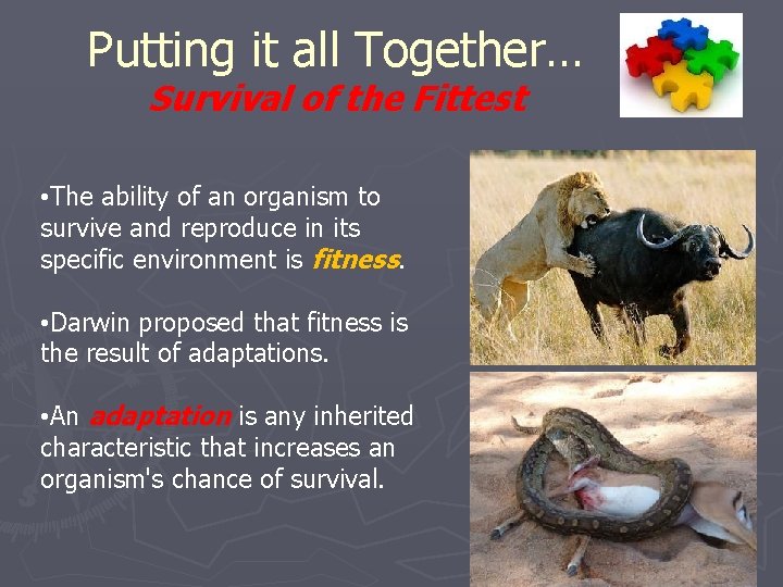 Putting it all Together… Survival of the Fittest • The ability of an organism